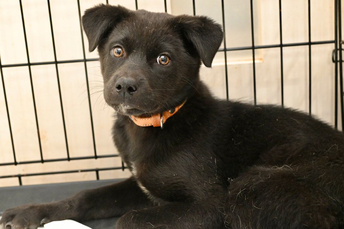 A black puppy is laying in a cage and looking at the camera.