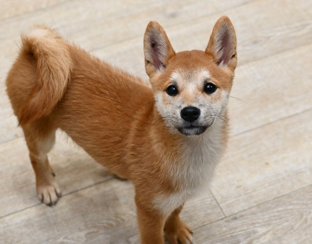 A brown and white dog is standing on a wooden floor and looking at the camera.