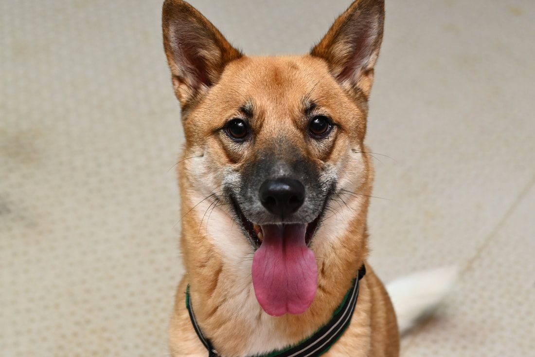 A brown dog with a pink tongue sticking out is sitting on the floor.