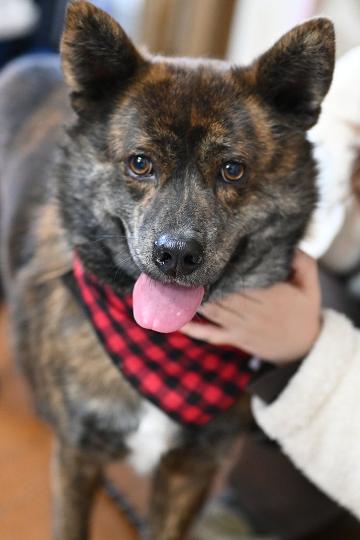 A dog wearing a red and black plaid bandana is being held by a person.