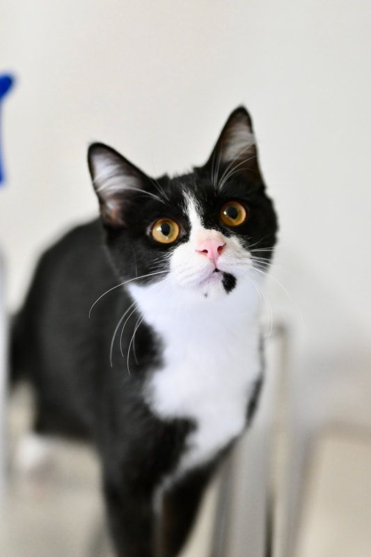 A black and white cat is standing on a chair and looking at the camera.