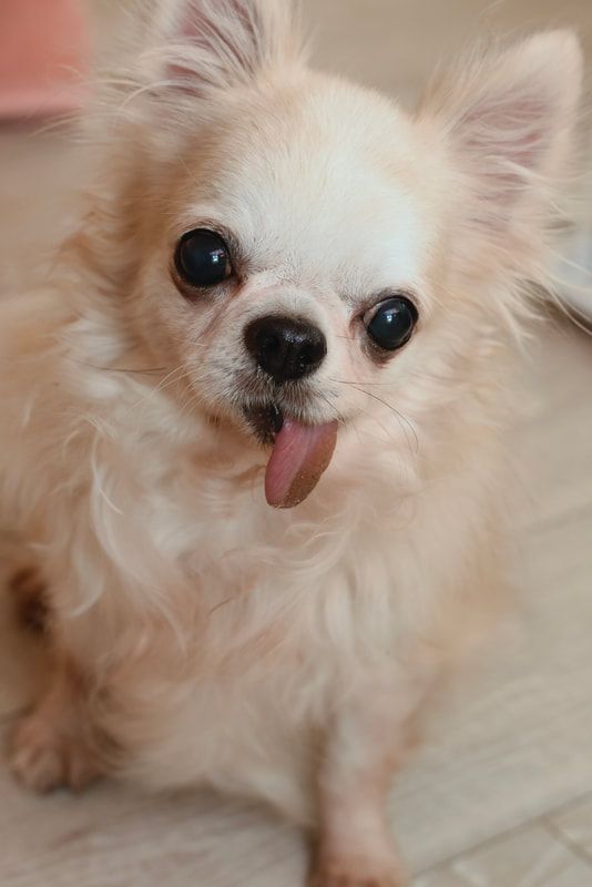 A small white chihuahua dog is sticking its tongue out.