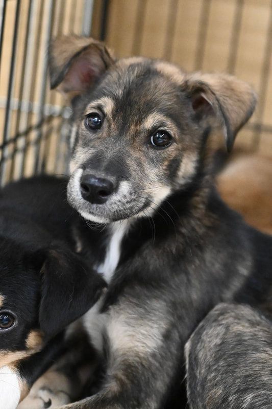 A group of puppies are laying in a cage and one of them is looking at the camera.