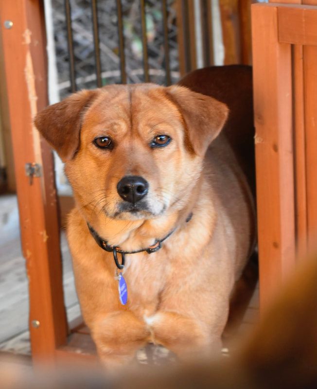A brown dog is sitting in a wooden crate.