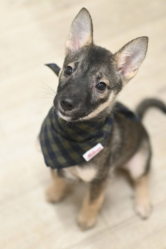 A small dog wearing a bandana is sitting on the floor and looking up at the camera.