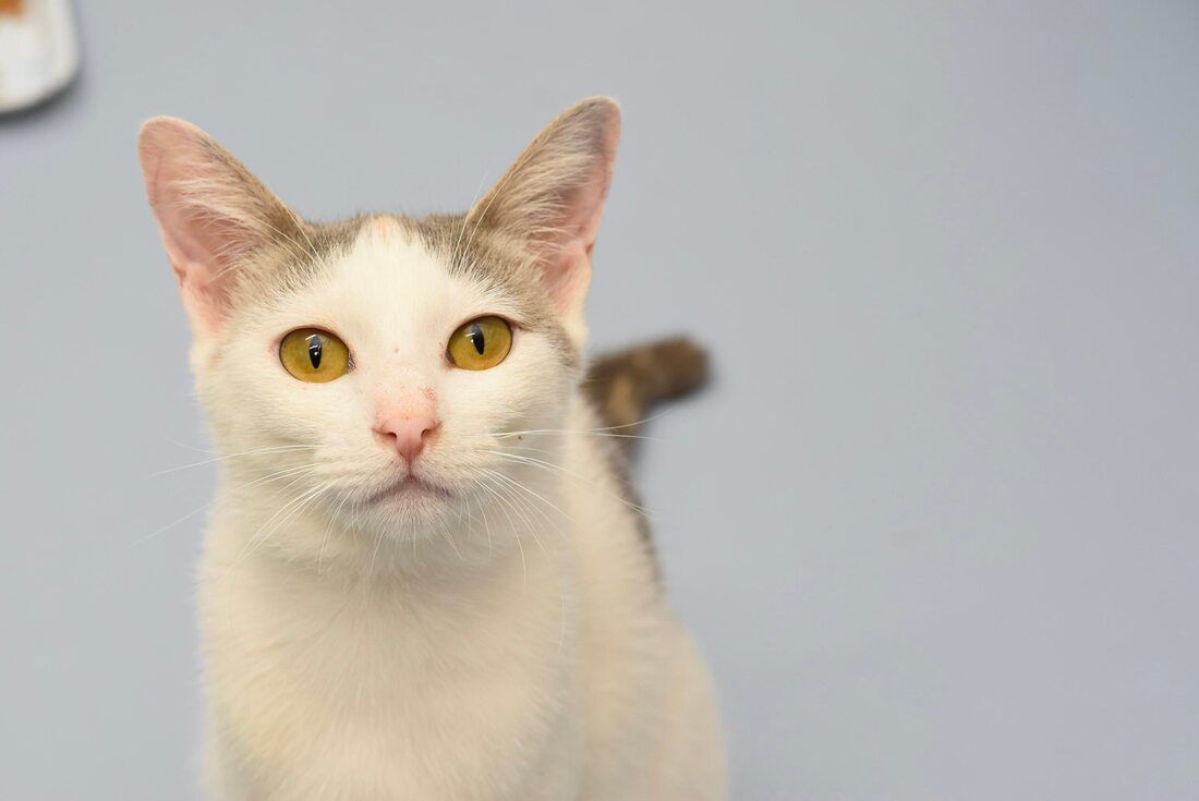 A white and brown cat with yellow eyes is looking at the camera.