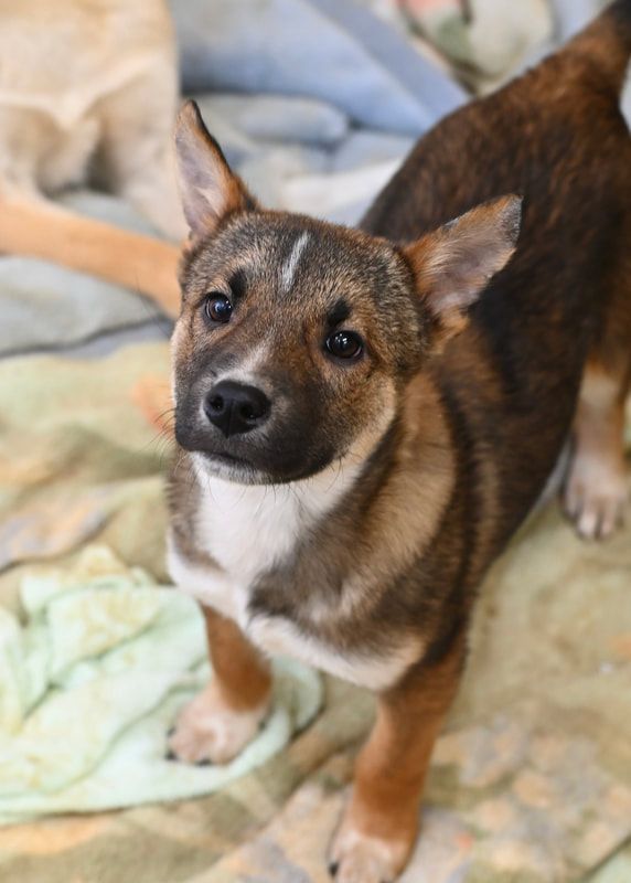 A brown and white dog is standing on a blanket and looking at the camera.