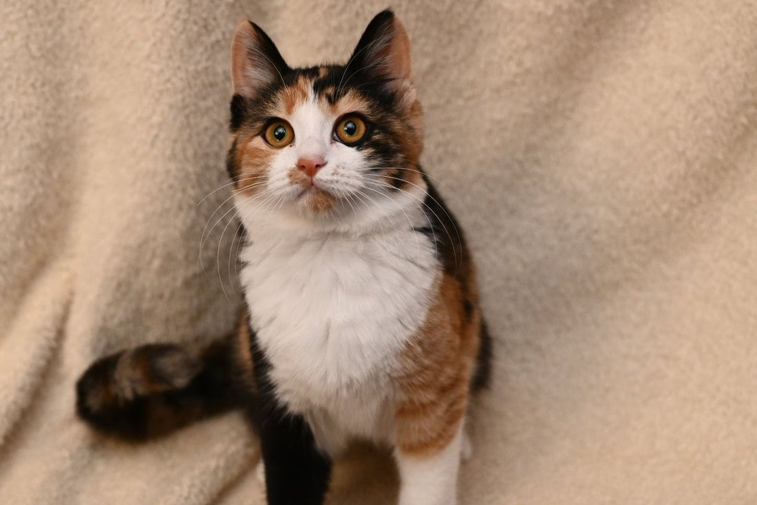 A calico cat is sitting on a blanket and looking up at the camera.