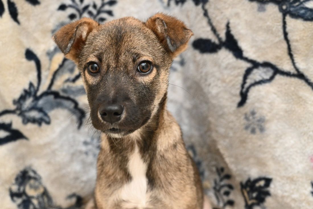 A brown and white puppy is sitting on a floral rug and looking at the camera.