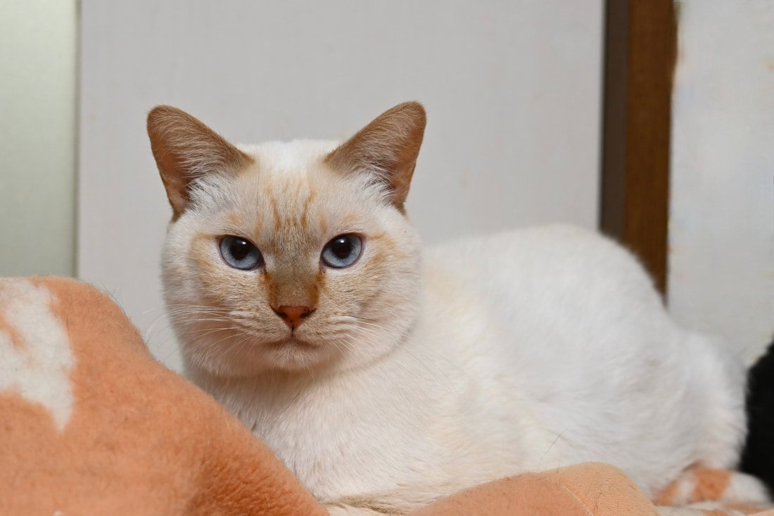 A white cat is laying on a blanket and looking at the camera.