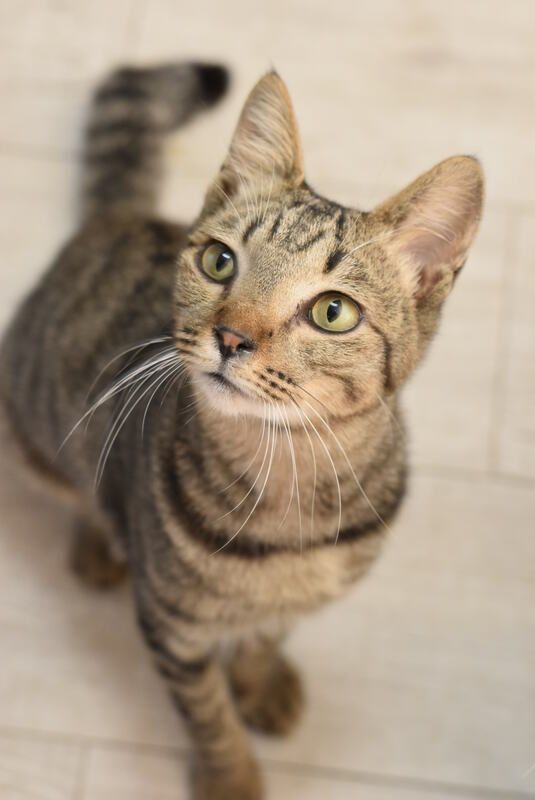 A close up of a cat looking up at the camera.