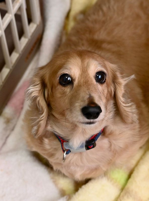 A dachshund is laying on a blanket and looking at the camera.