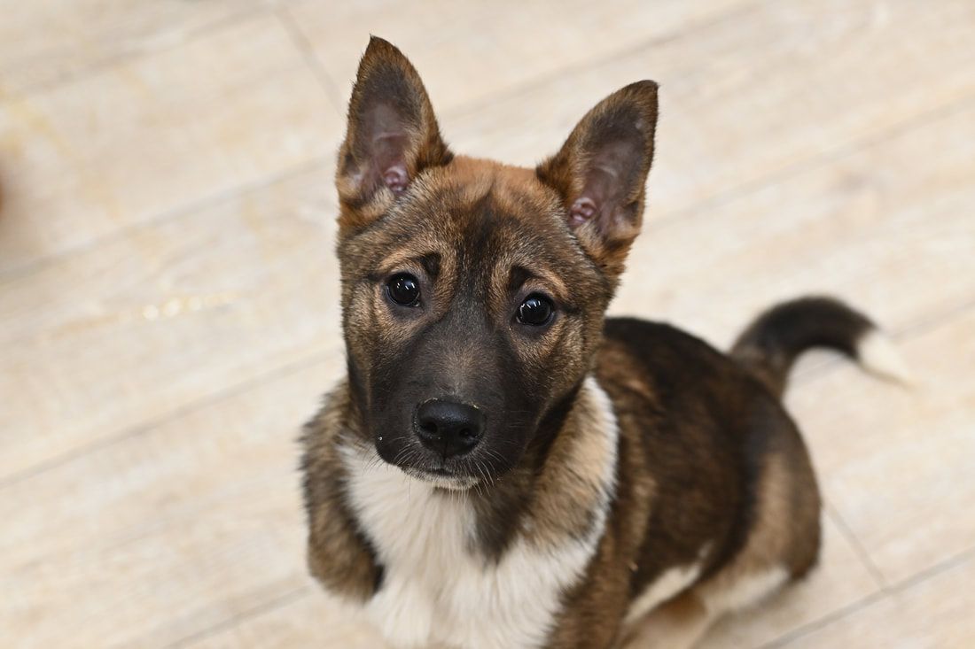 A brown and white puppy is looking up at the camera.