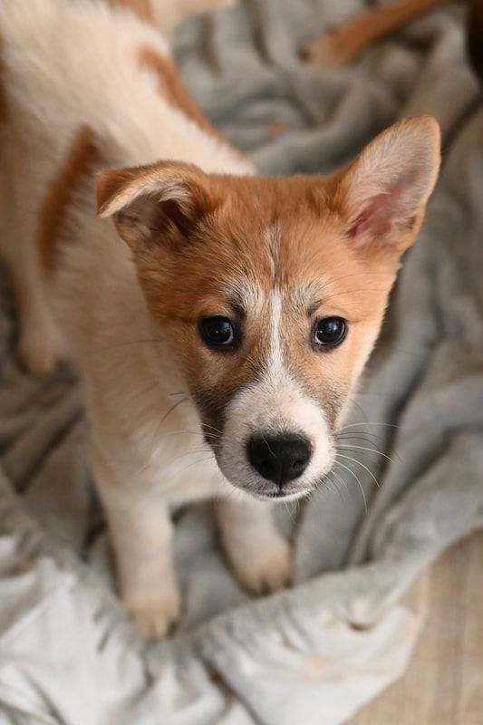 A brown and white puppy is sitting on a blanket and looking at the camera.
