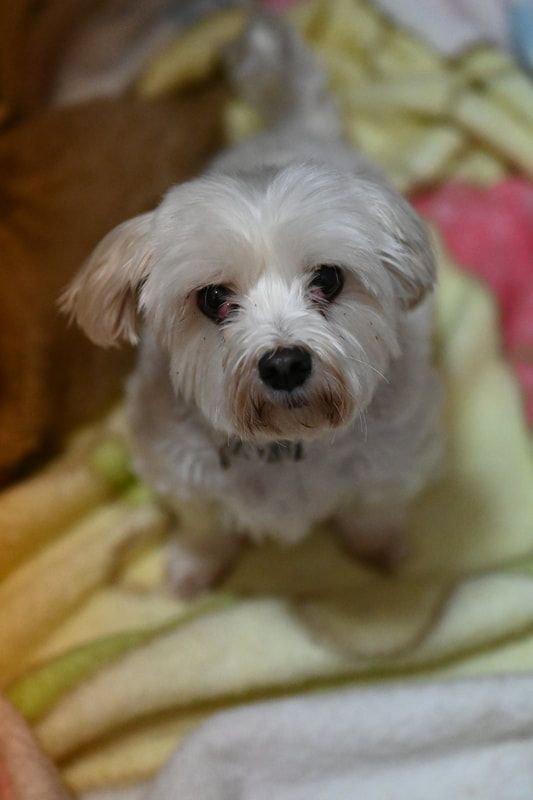 A small white dog is sitting on a bed and looking at the camera.