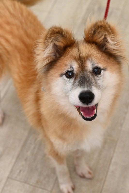 A small brown and white dog is standing on a leash on a wooden floor.