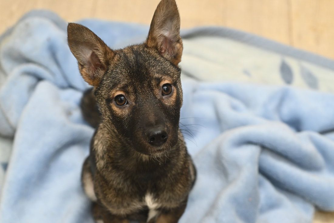 A small dog is laying on a blue blanket and looking at the camera