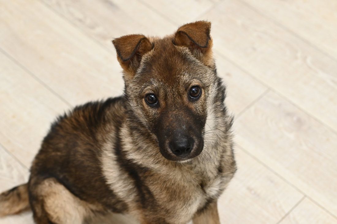 A puppy is sitting on a wooden floor and looking at the camera.