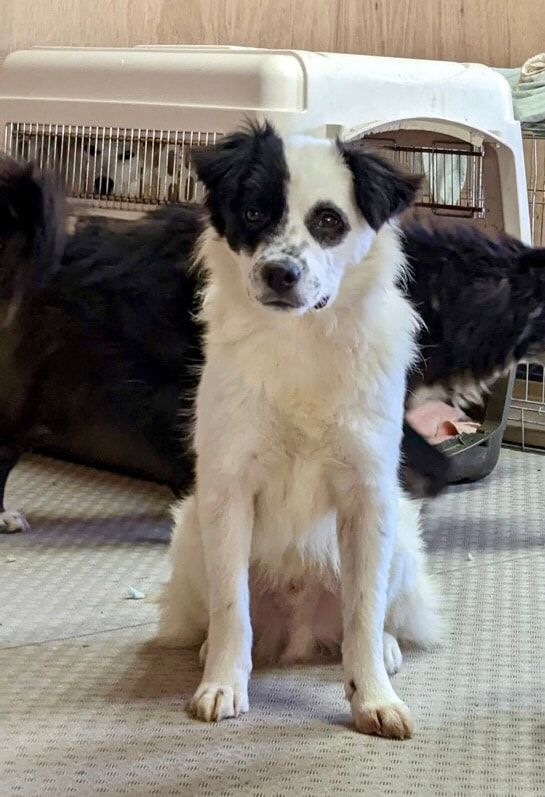 A black and white dog is sitting on the floor next to a cage.