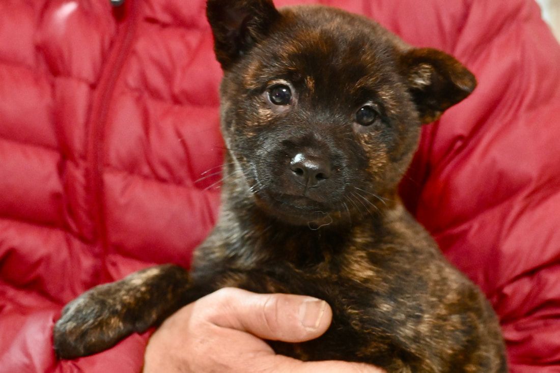 A person is holding a small brown puppy in their hands