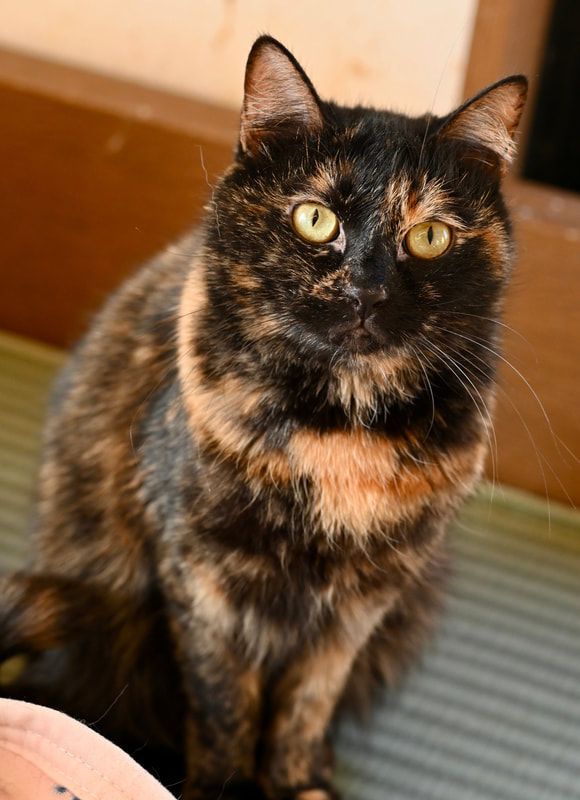 A close up of a calico cat with yellow eyes looking at the camera.