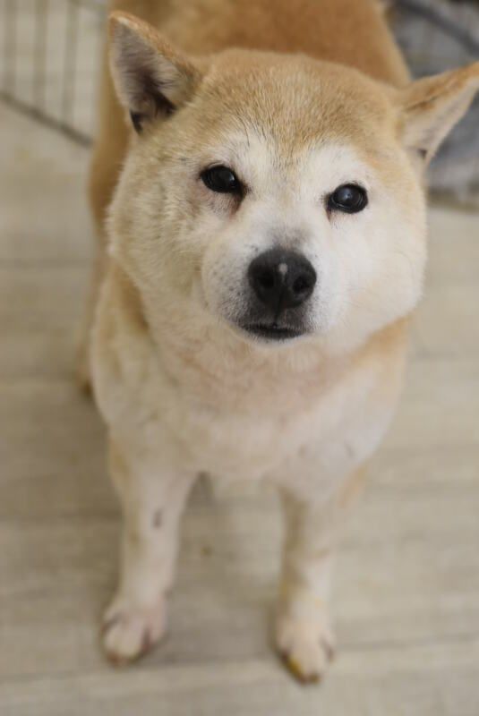 A shiba inu dog is standing on a wooden floor and looking at the camera.
