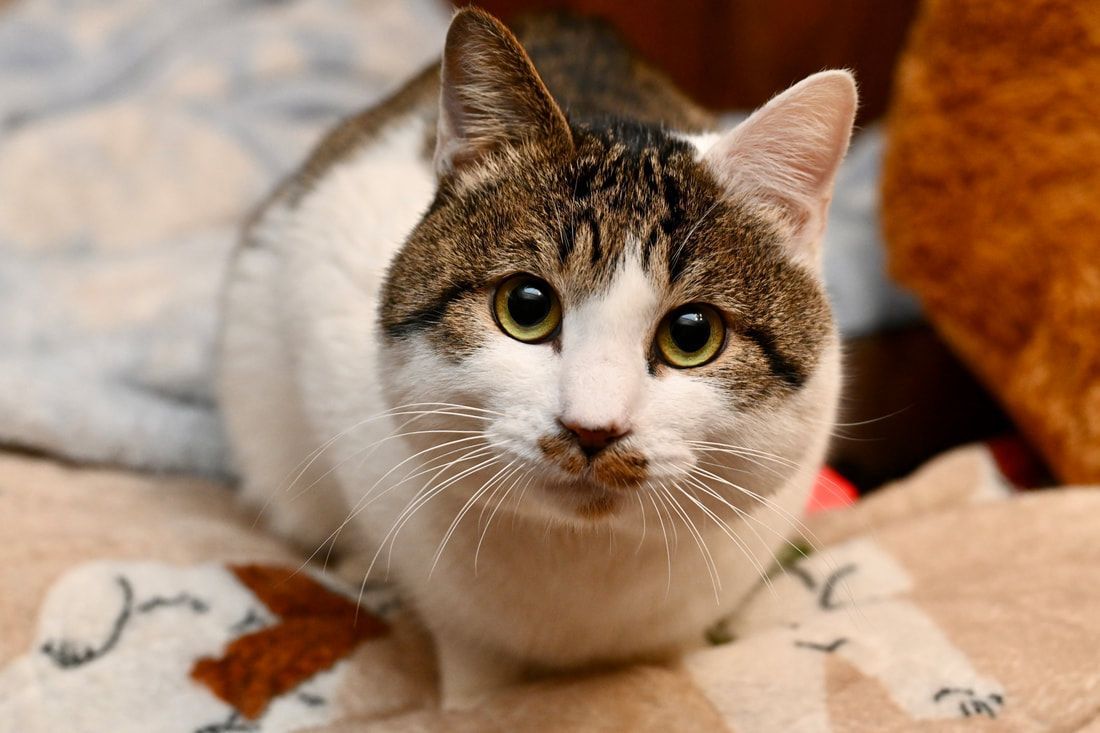 A cat is laying on a blanket and looking at the camera.