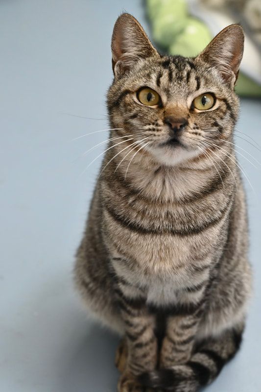 A cat is sitting on a gray surface and looking at the camera.