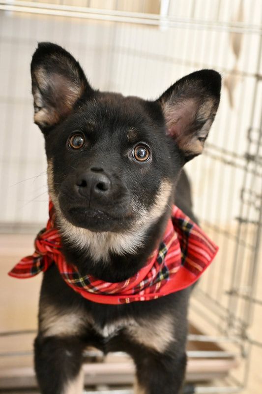 A black and brown dog wearing a red bandana is sitting in a cage.