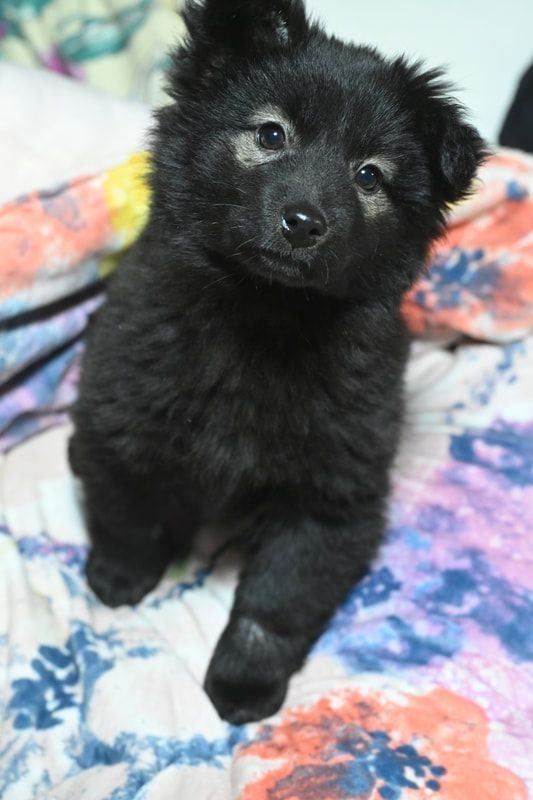 A black puppy is laying on a floral blanket on a bed.