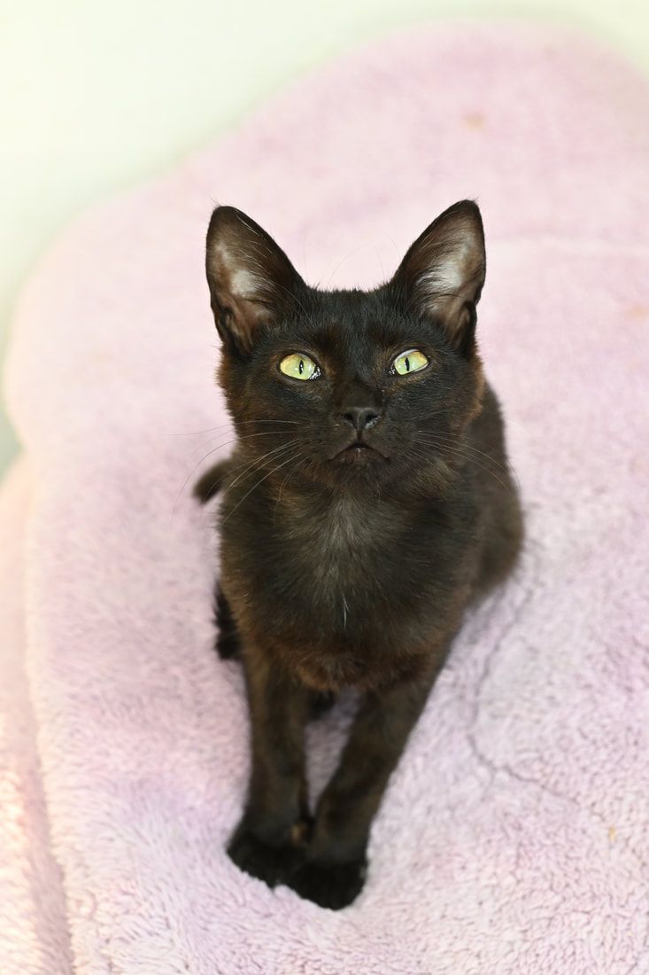 A black cat is laying on a pink blanket and looking up at the camera.