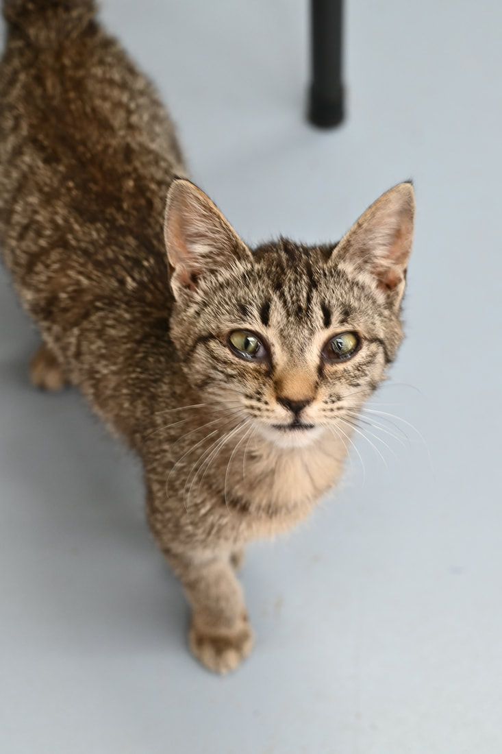 A cat is standing on a white floor and looking up at the camera.