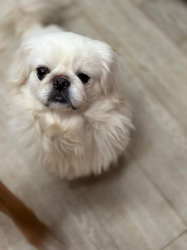 A small white dog is sitting on a wooden floor and looking up at the camera.