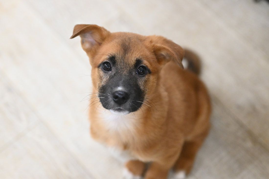 A brown and black puppy is looking up at the camera.
