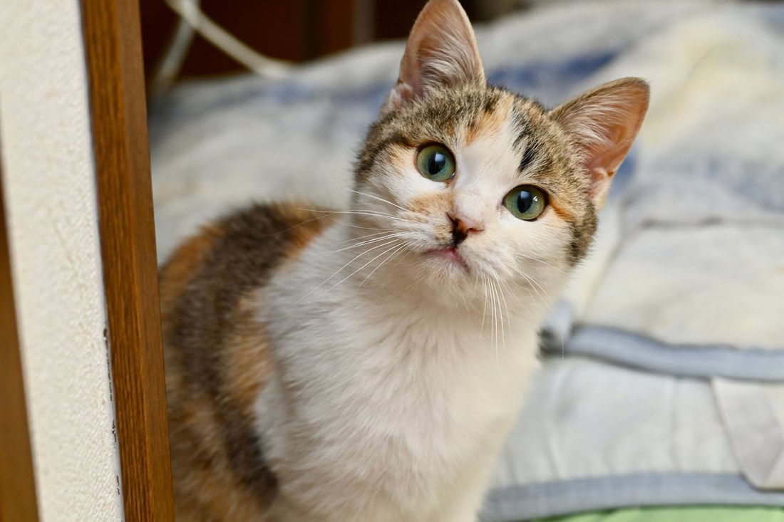 A calico cat is sitting on a bed and looking at the camera.