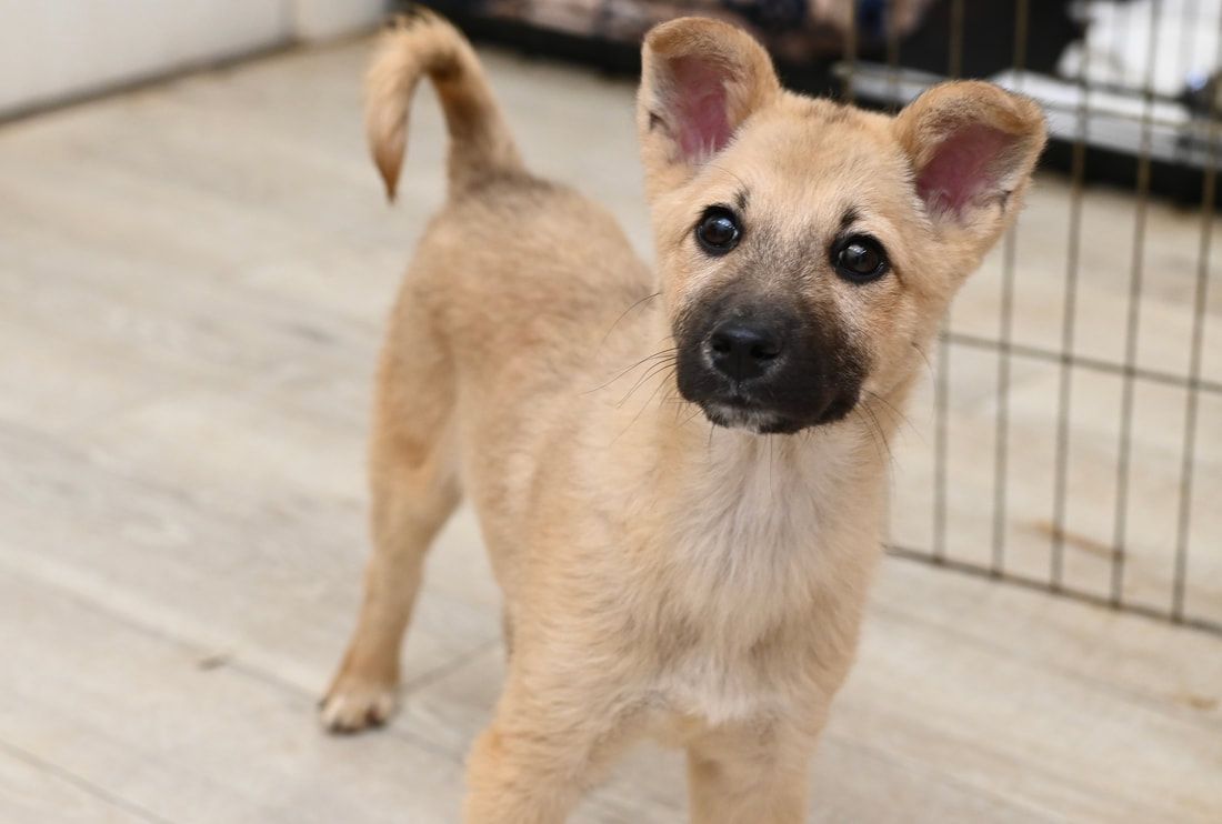 A small brown dog is standing on a wooden floor in front of a cage.