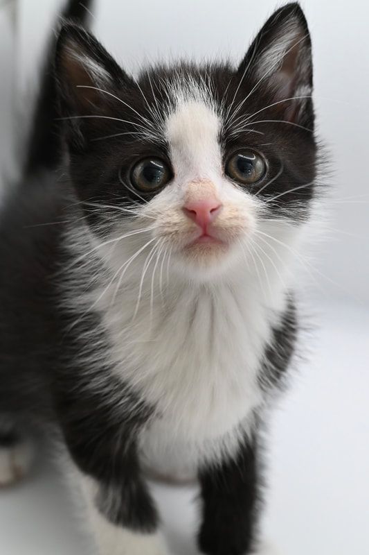 A black and white kitten is looking at the camera.
