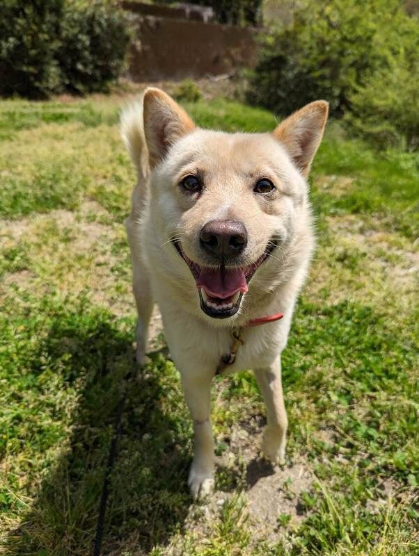 A dog is standing in the grass and smiling at the camera.