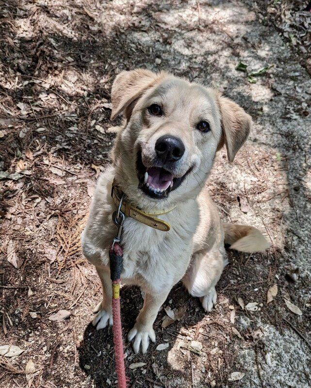 A dog is sitting on the ground on a leash and smiling.