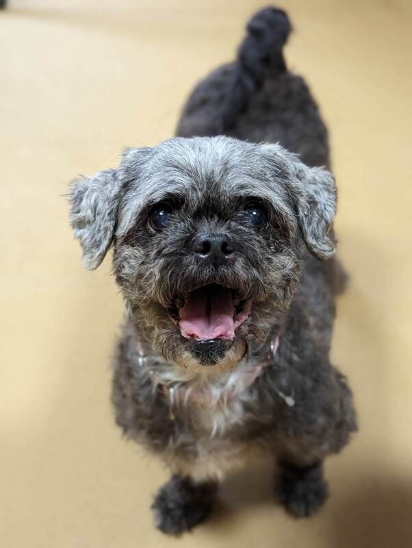 A small dog is sitting on the floor with its mouth open and looking up at the camera.