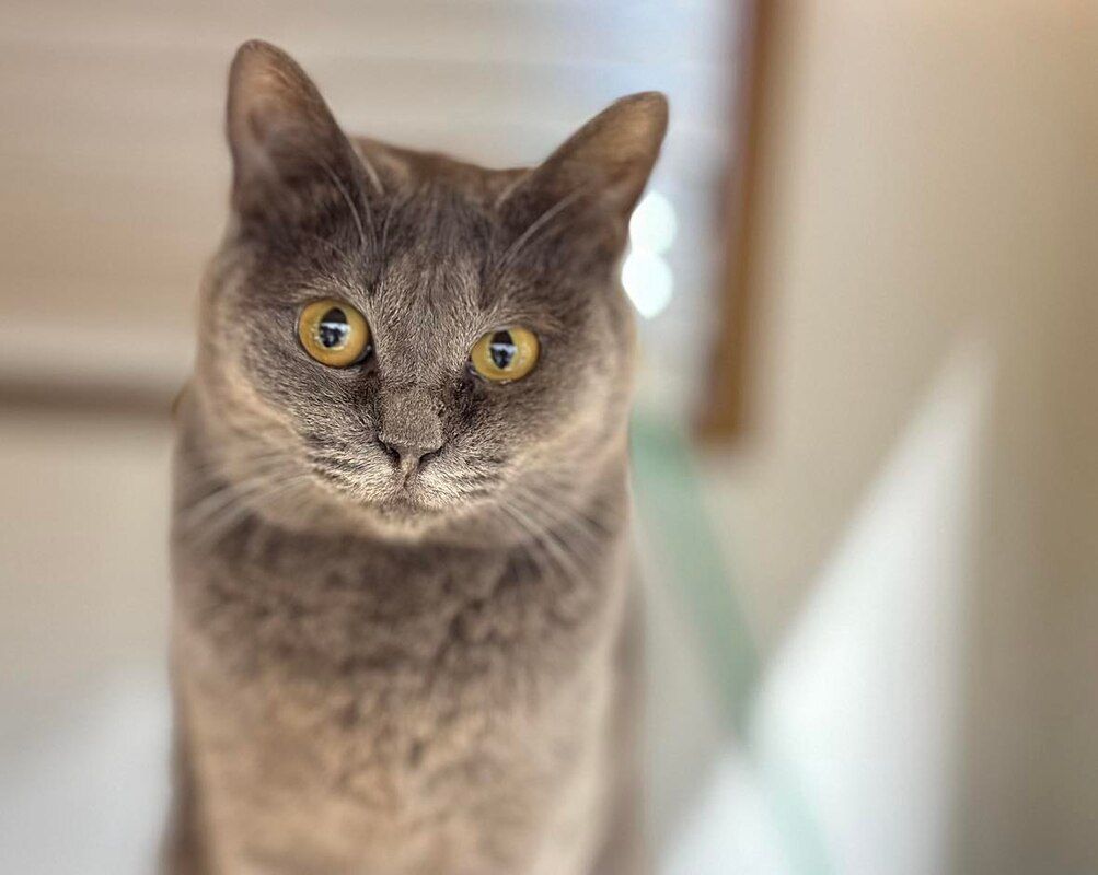 A close up of a gray cat with yellow eyes looking at the camera.