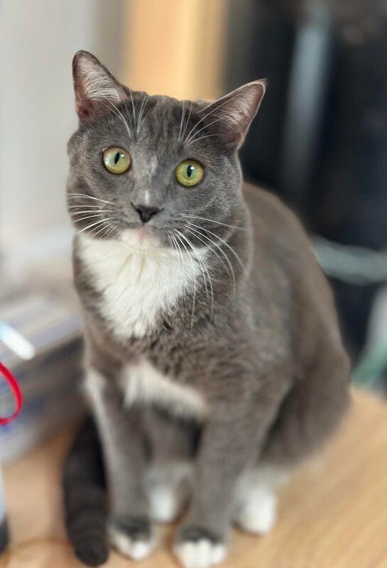 A gray and white cat with green eyes is sitting on a wooden table.