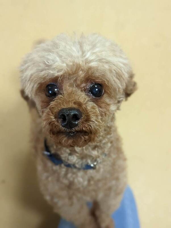 A small brown and white poodle wearing a blue collar is looking at the camera.