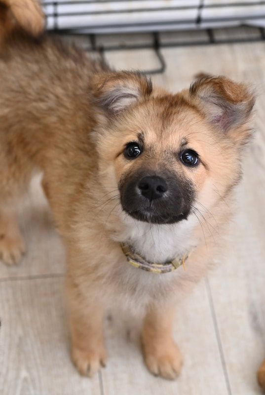A brown puppy with a collar is looking up at the camera.