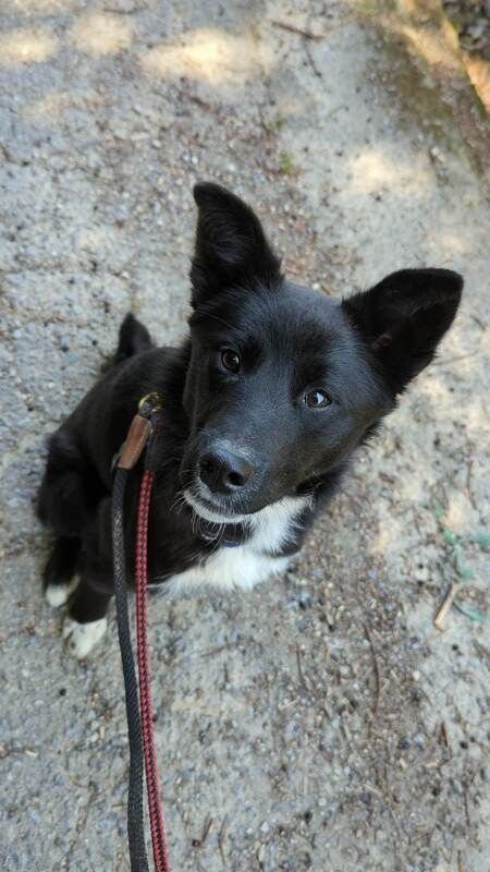 A black and white dog is laying on the ground on a leash.