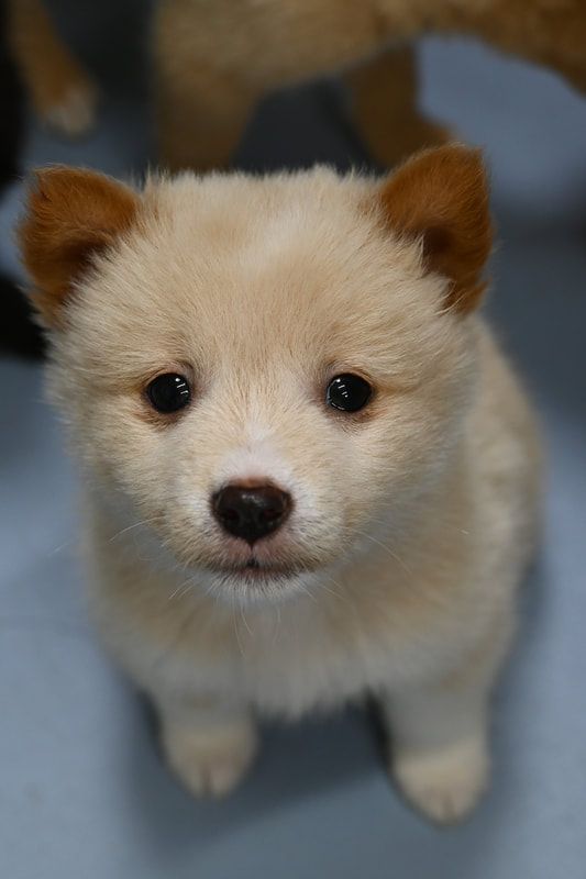 A small brown and white puppy is looking up at the camera.