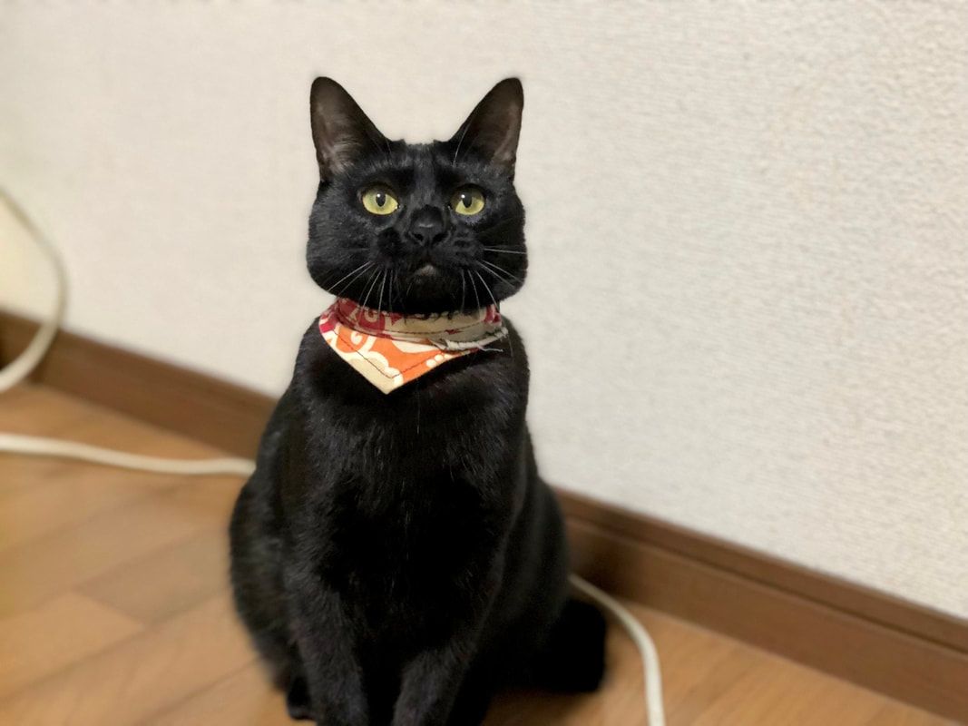 A black cat wearing a bandana around its neck