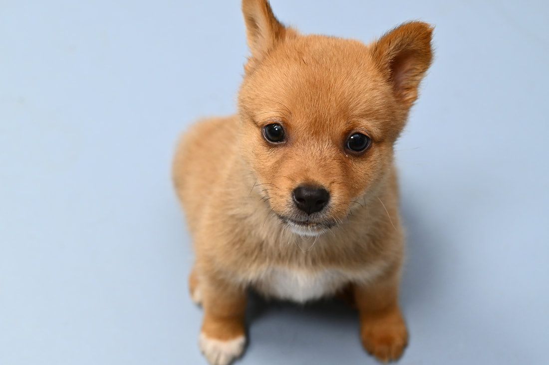 A small brown puppy is sitting on a blue surface and looking up at the camera.