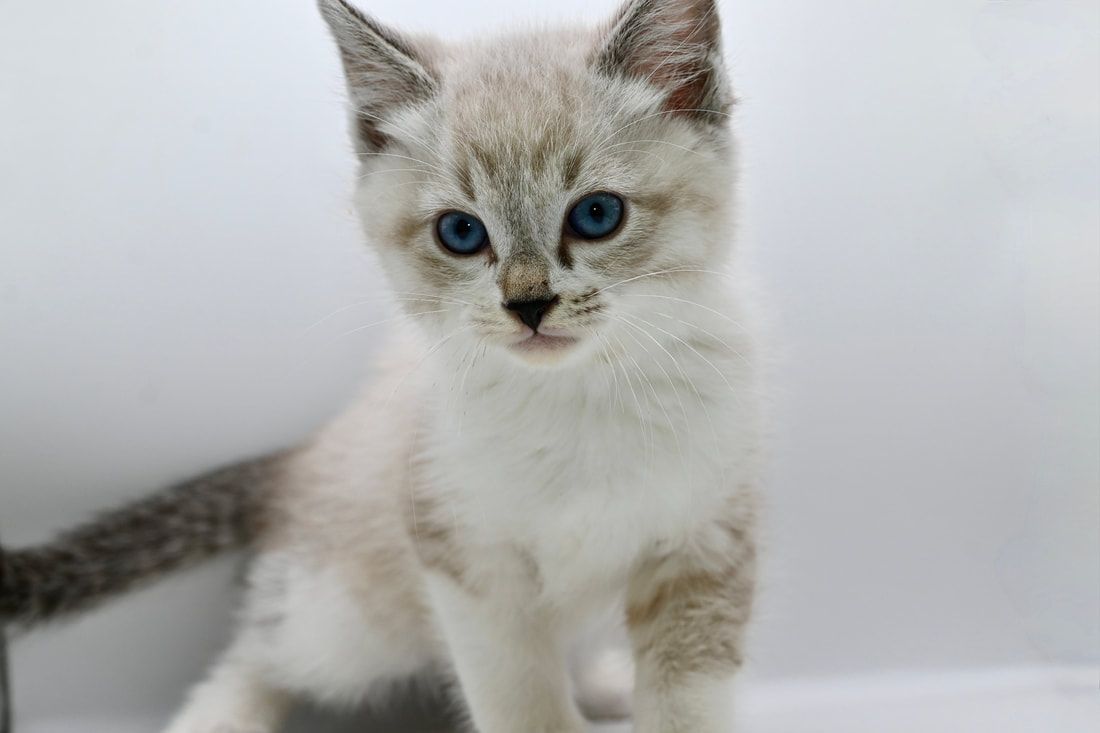 A white kitten with blue eyes is standing on a white surface and looking at the camera.