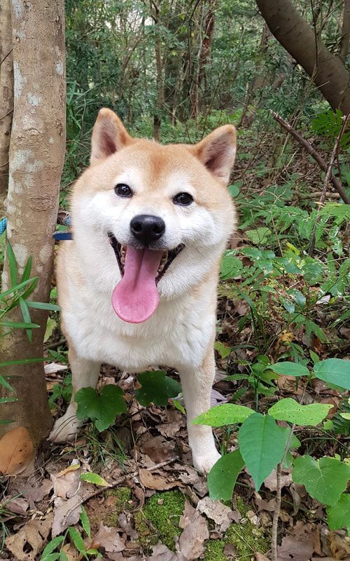 A shiba inu dog is standing in the woods with its tongue hanging out.